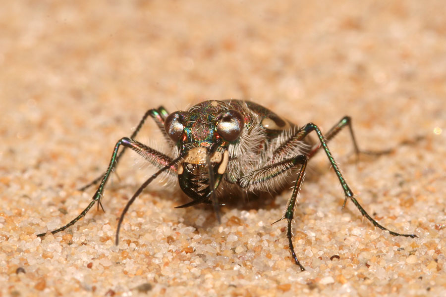 Lophyridia littoralis nemoralis a Torre Salsa (AG)